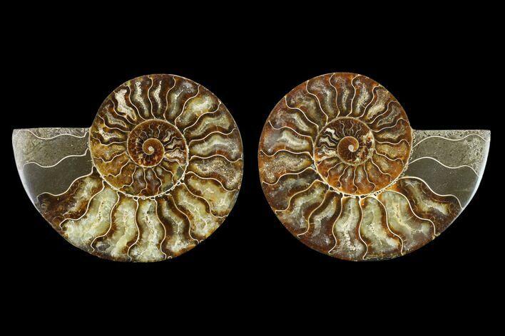 Agatized Ammonite Fossil - Beautiful Preservation #130004